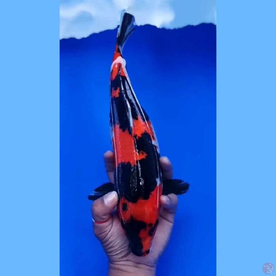 31 cm