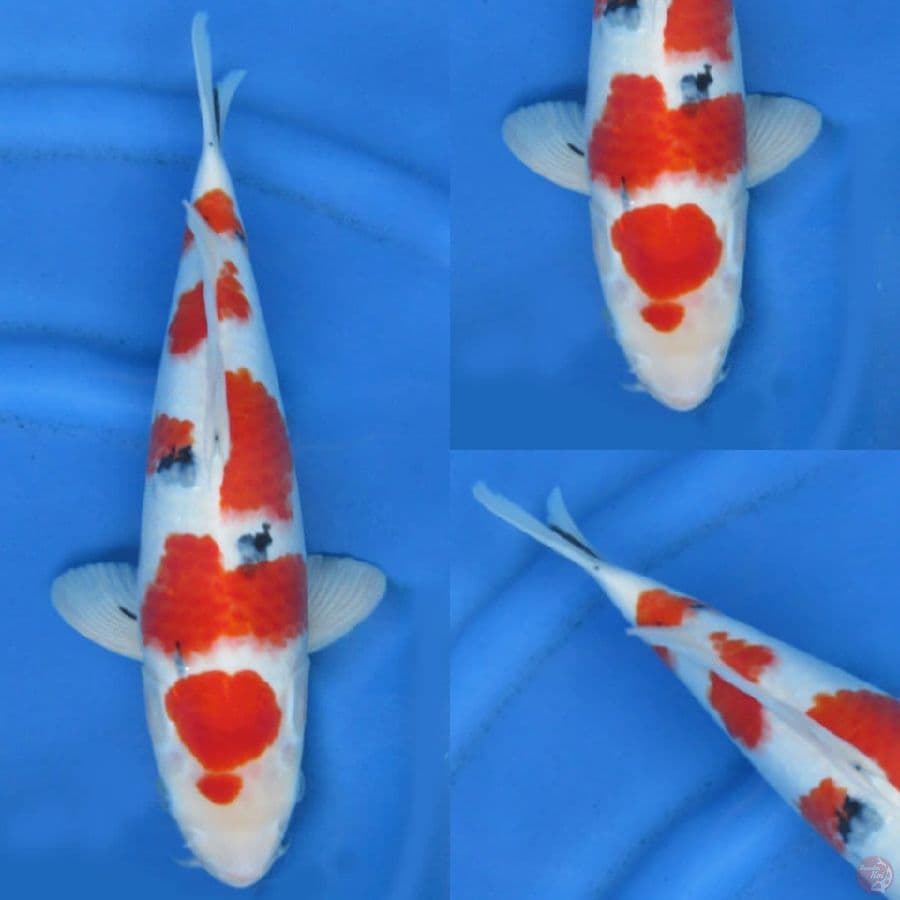 36cm , Sakura Sanke Ori