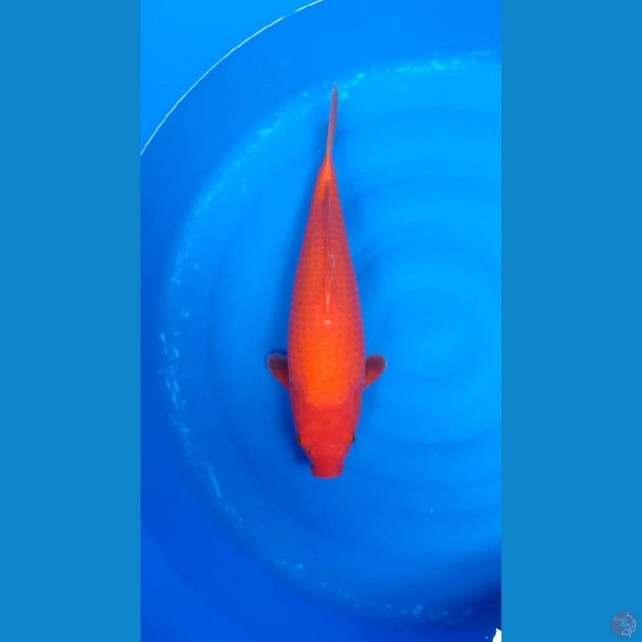 Benigoi jumbo 43cm bulky KWALITAS JOOSSS