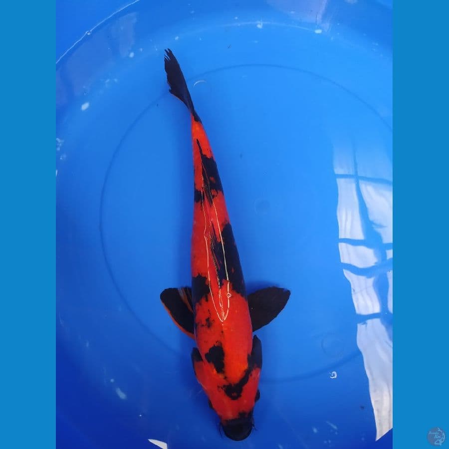 hi utsuri 45 cm