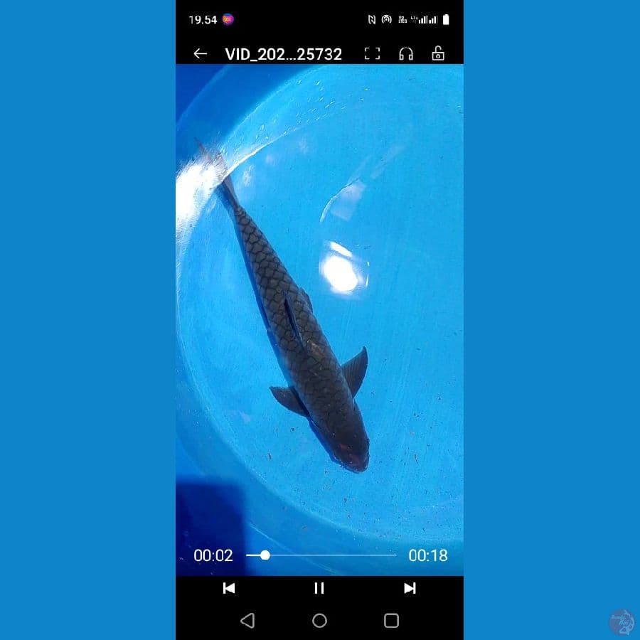 ikan dewa 50 cm
