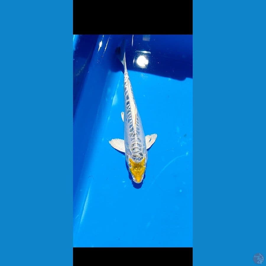 tancho bintang cuting 23 cm