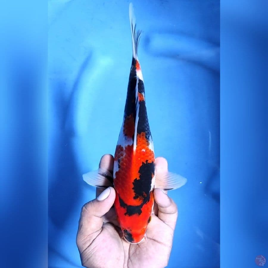 SHOWA # 25CM - M