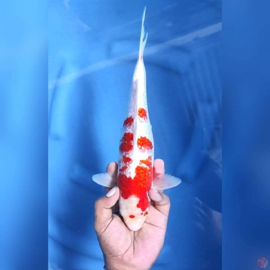 KOHAKU GINRIN # 32CM - M