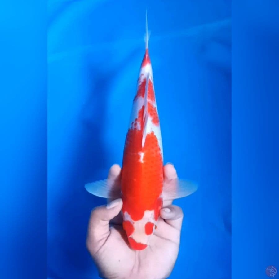 KOHAKU KACAMATA UNIK # 31CM - M