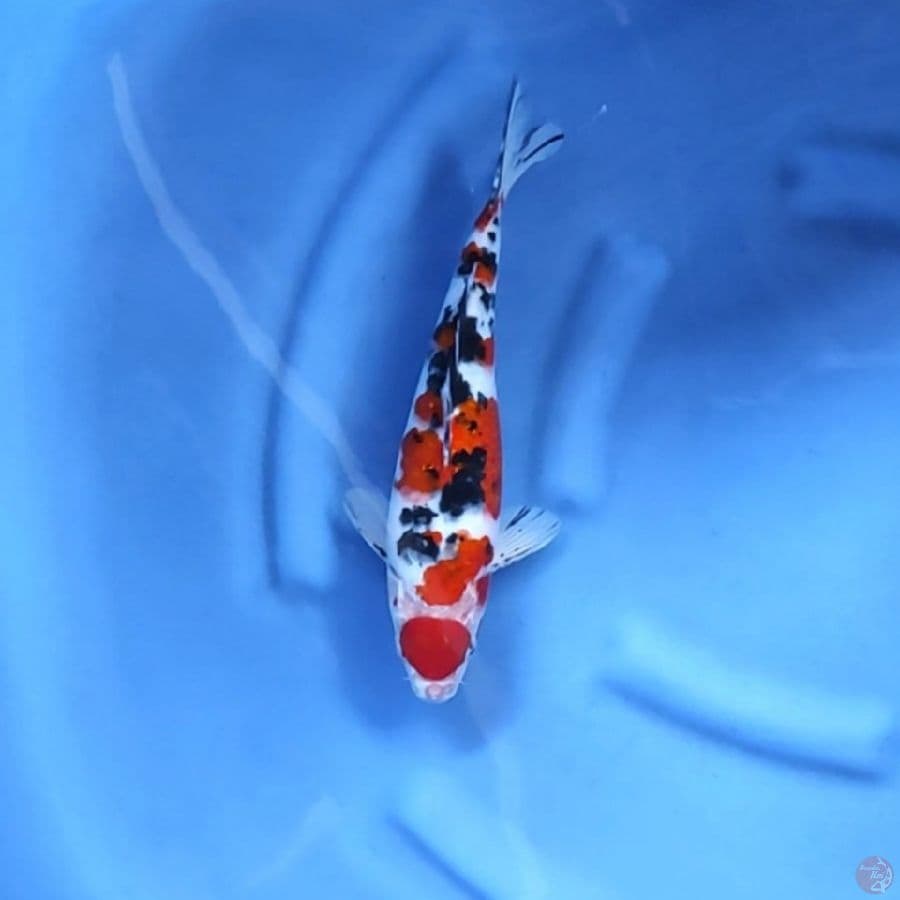 TAISHO SANSOKU # 32CM - M