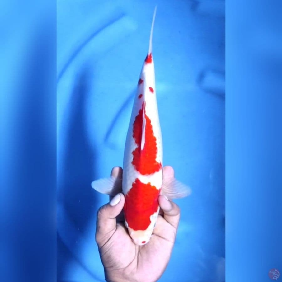 KOHAKU STRONG # 31CM - M