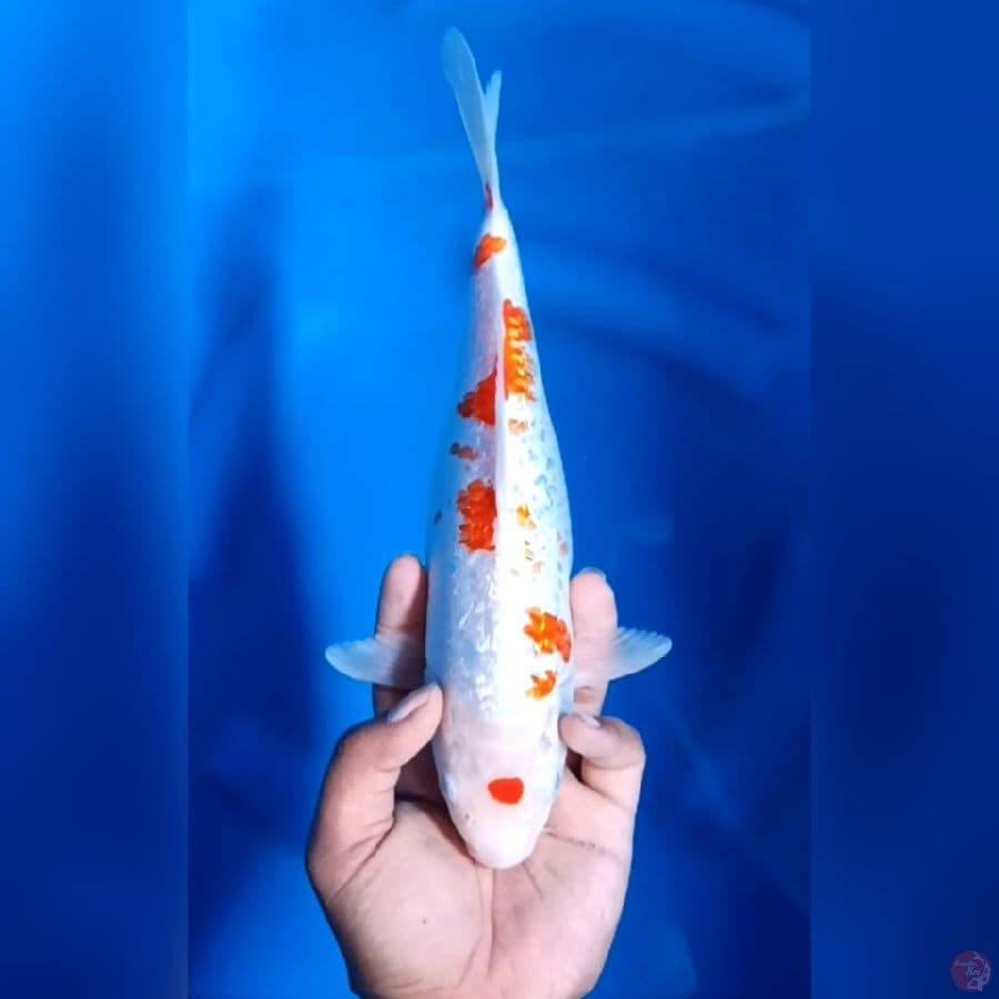 KINGINRIN # 31CM - F