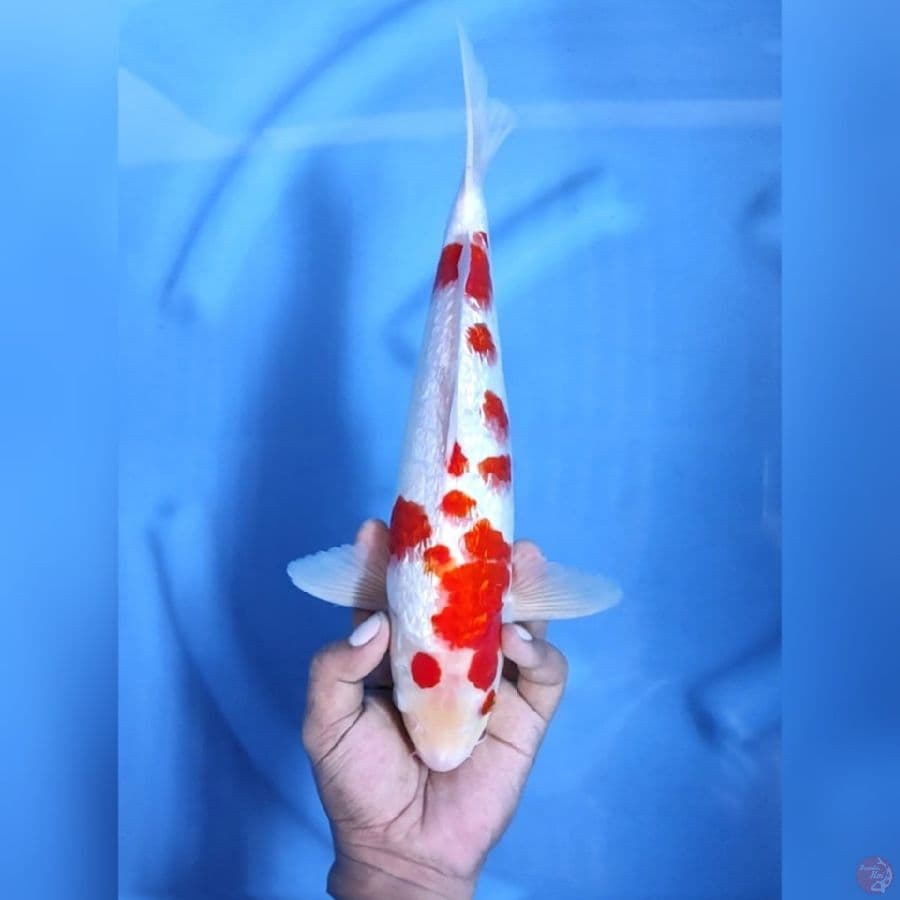 GINRIN KOHAKU # 32CM - M