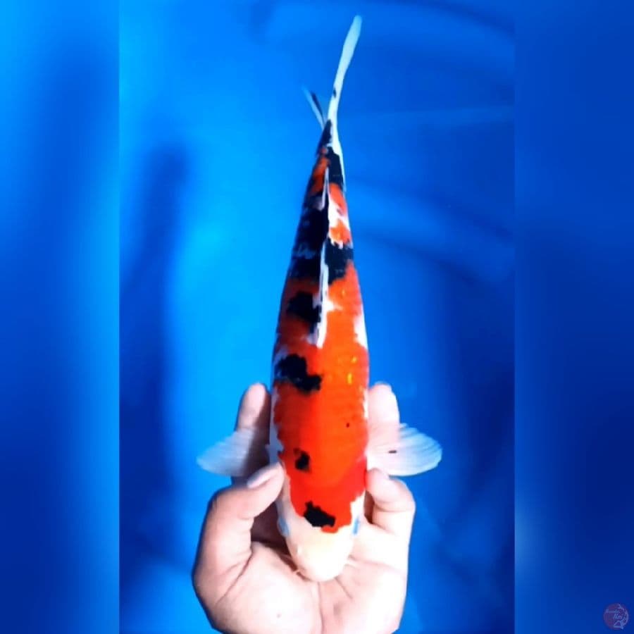 SANKE # 31CM - M