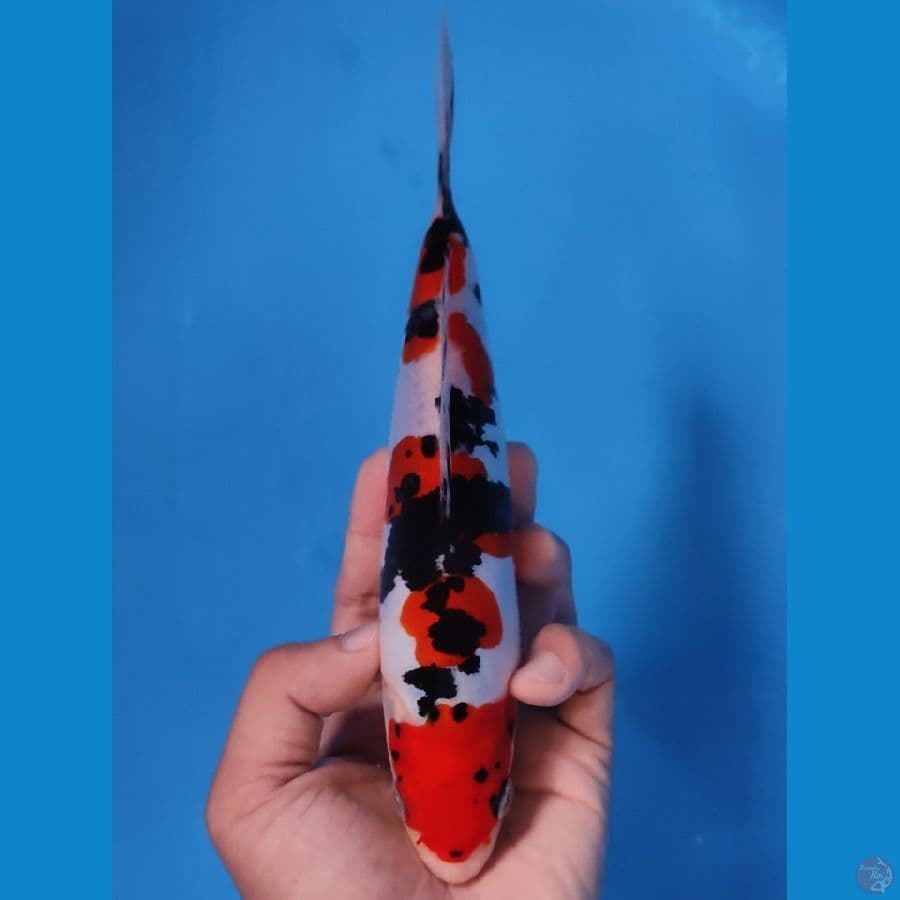 SANKE RED STRONG 22CM - MALE