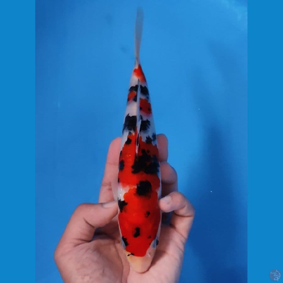 SANKE 22CM - MALE