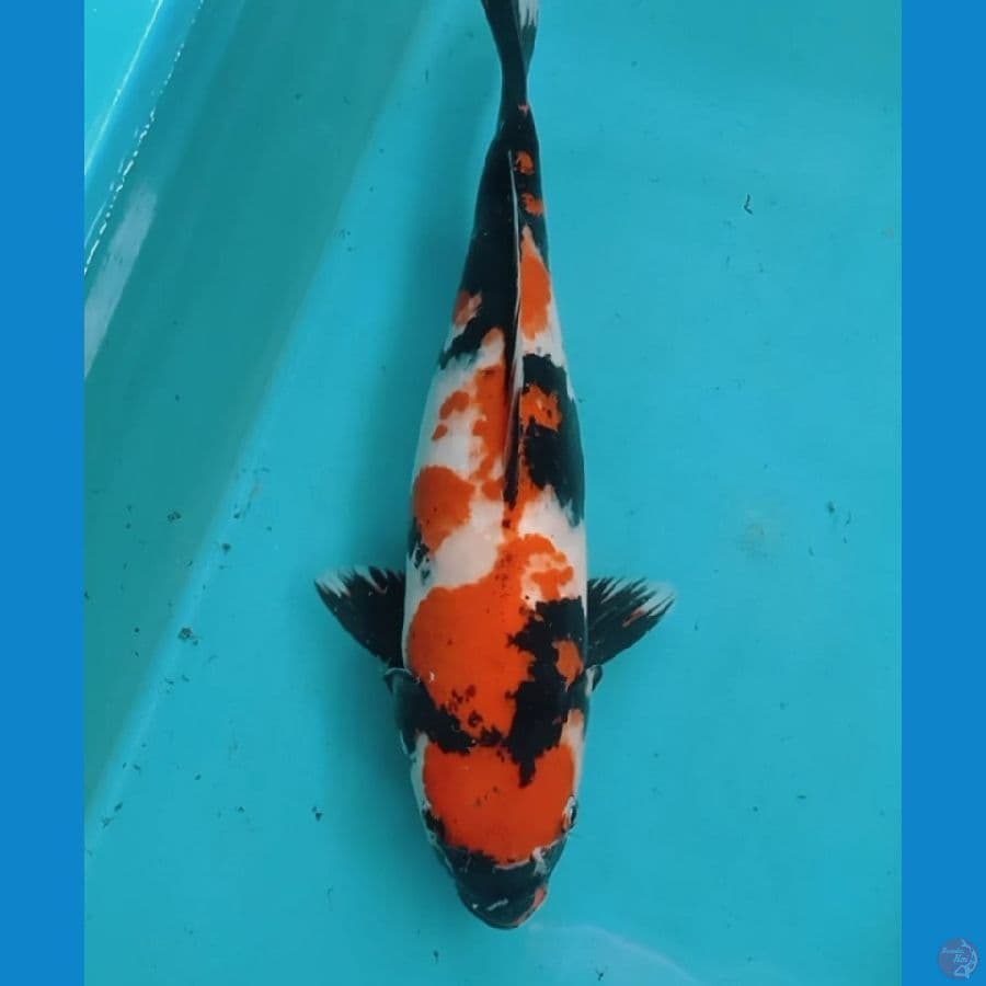 Showa 46cm