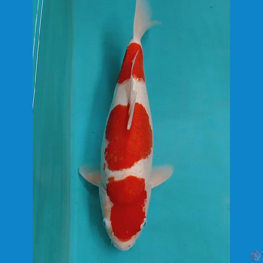 Kohaku 44cm