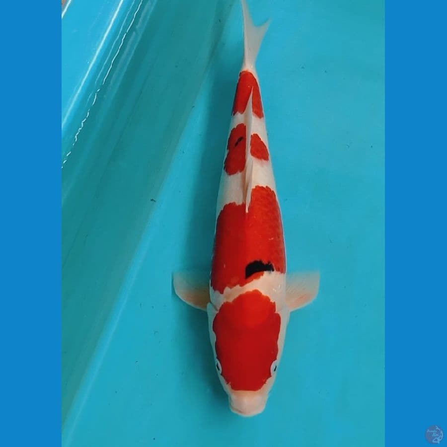 Sanke 40cm