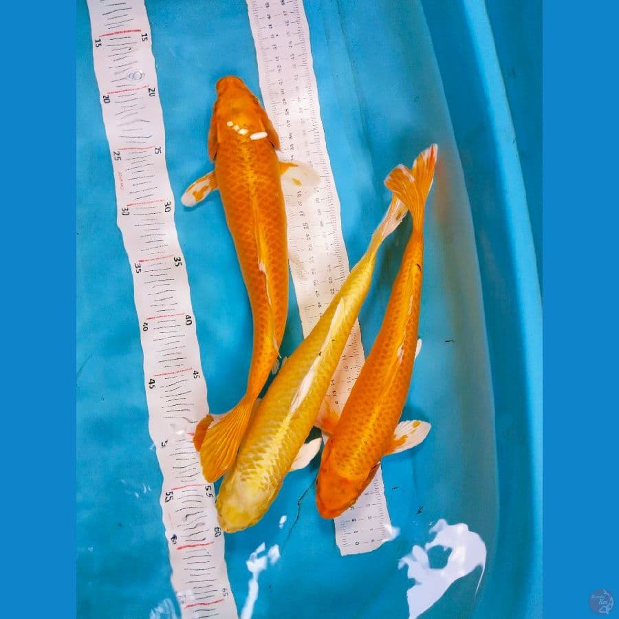 orengy 32-34cm