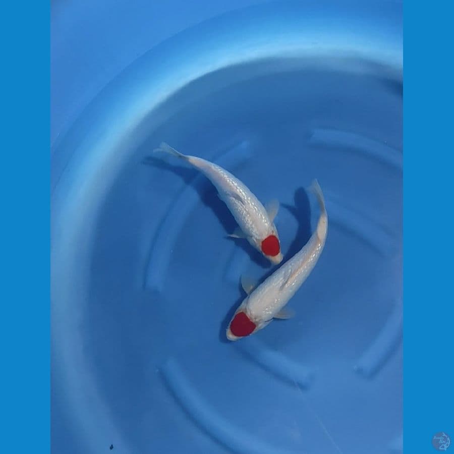 tancho kohaku gindrind 33-35cm