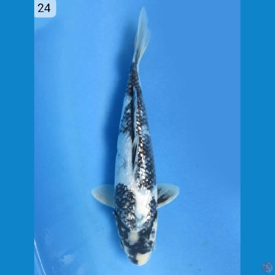 24cm - Shiro Ginrin