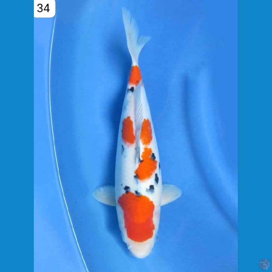 34cm - Sanke