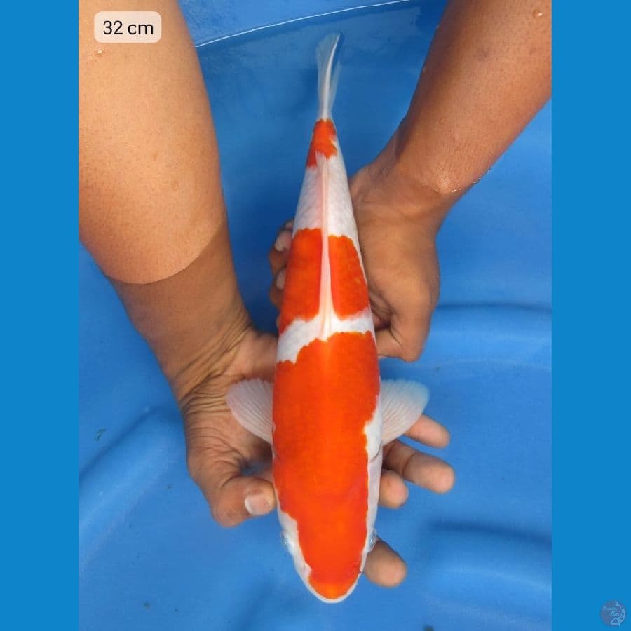 32cm - kohaku