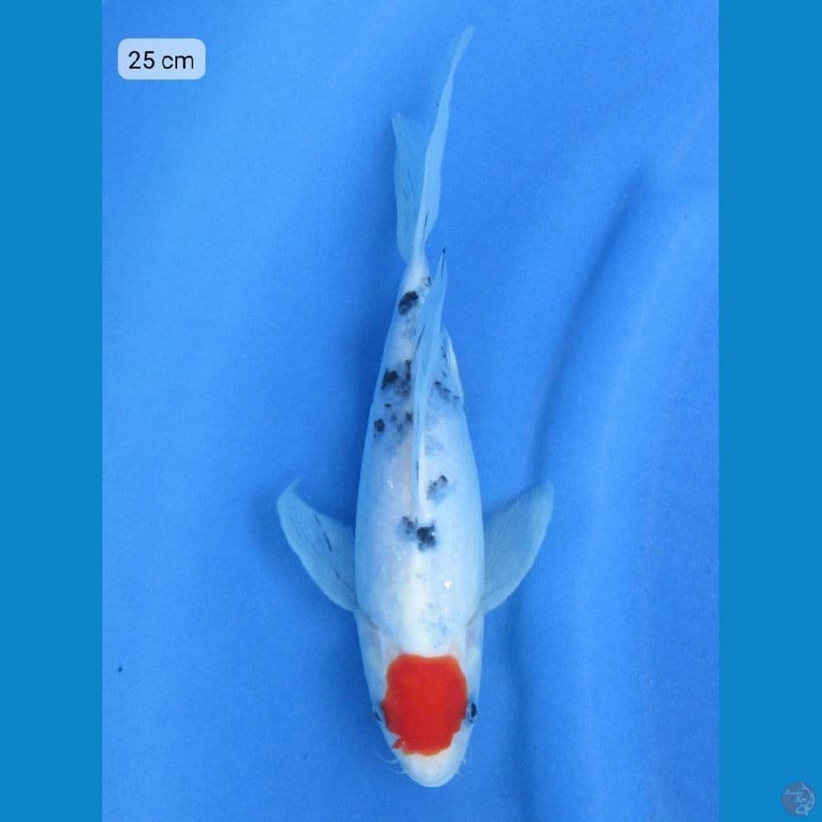 25cm - Tancho
