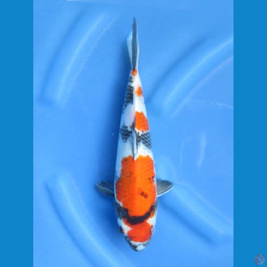 31cm - Showa