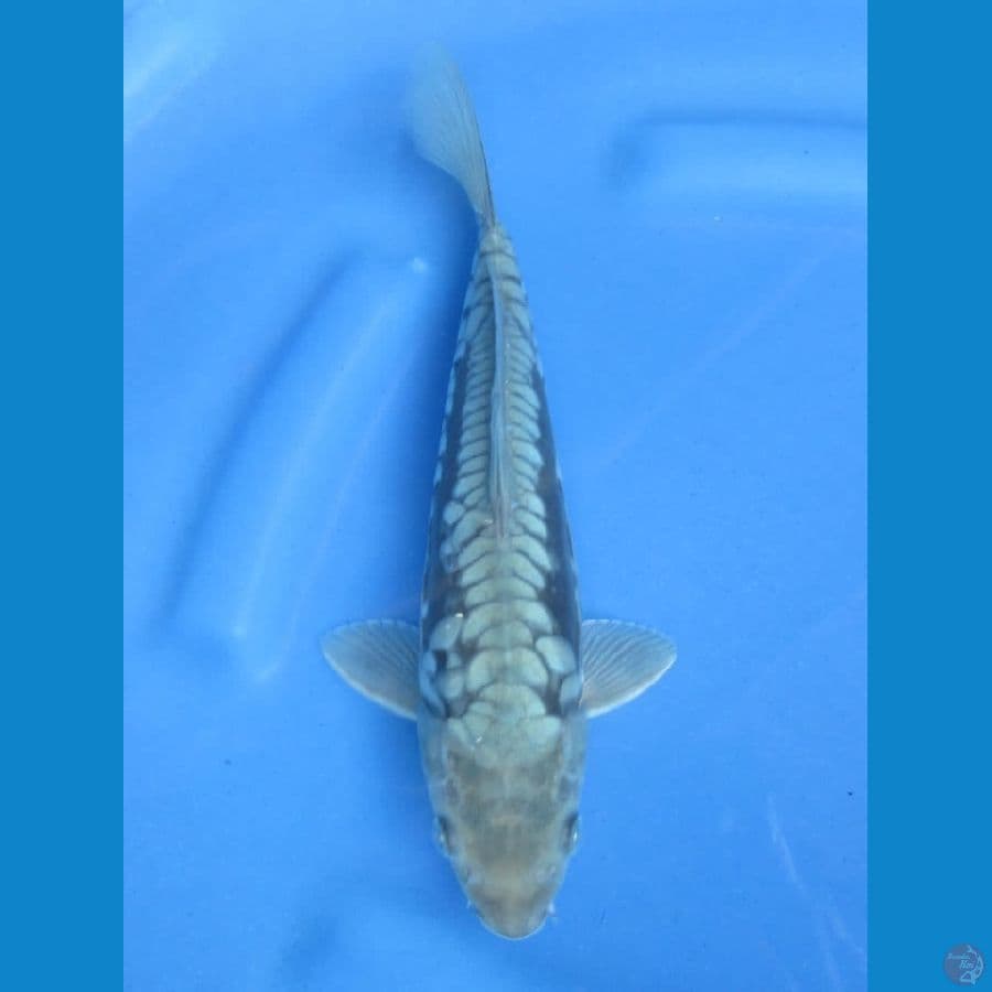 28cm - Kawarimono
