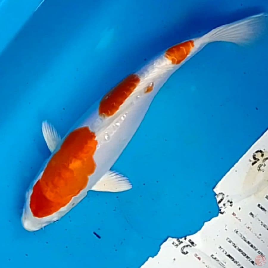 HARIWAKE DOID 28CM