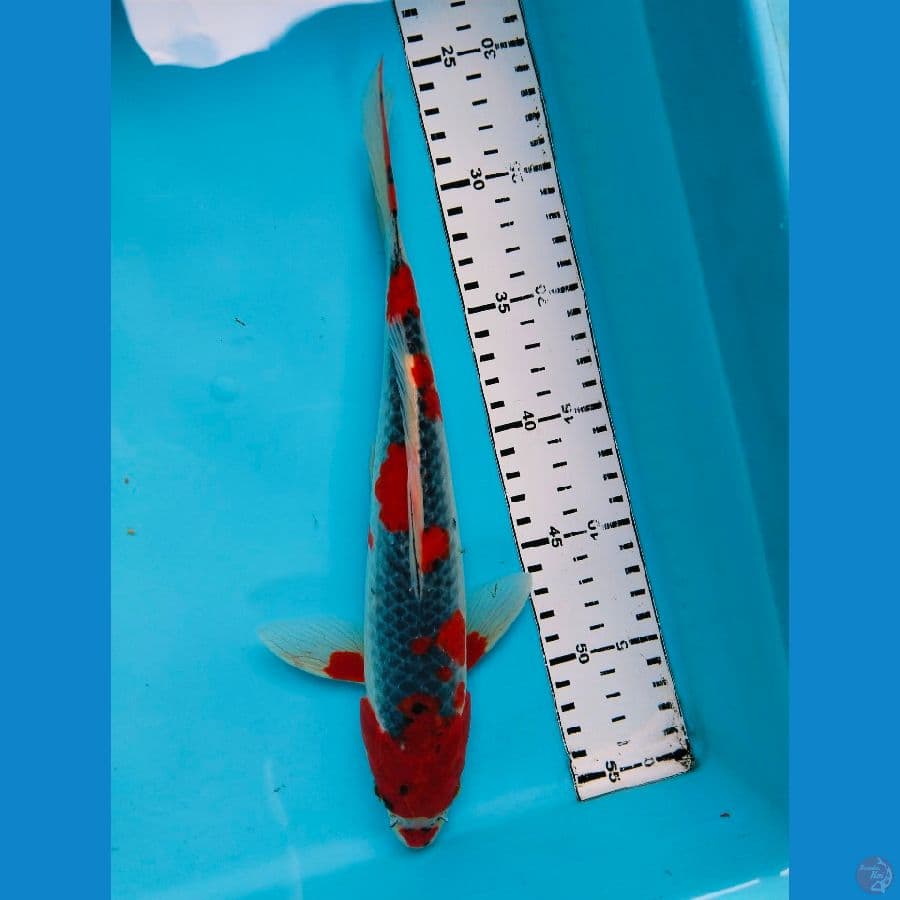 goshiki 31cm