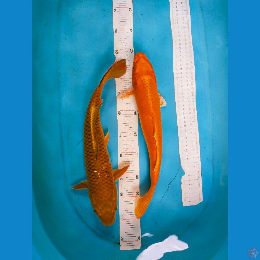 Mix 39-40cm