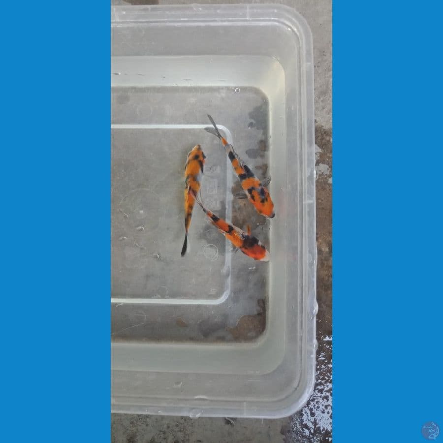 paket mix grid A showa 7cm