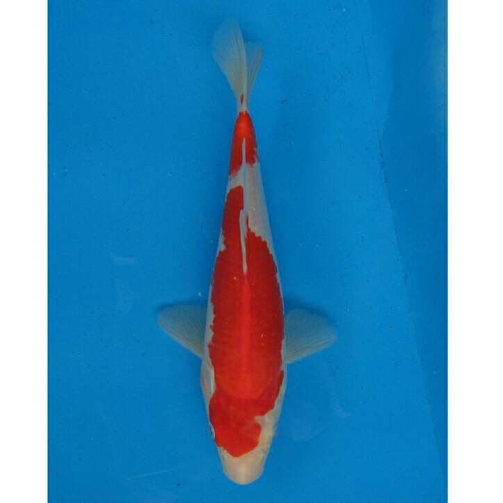 Kohaku F1..