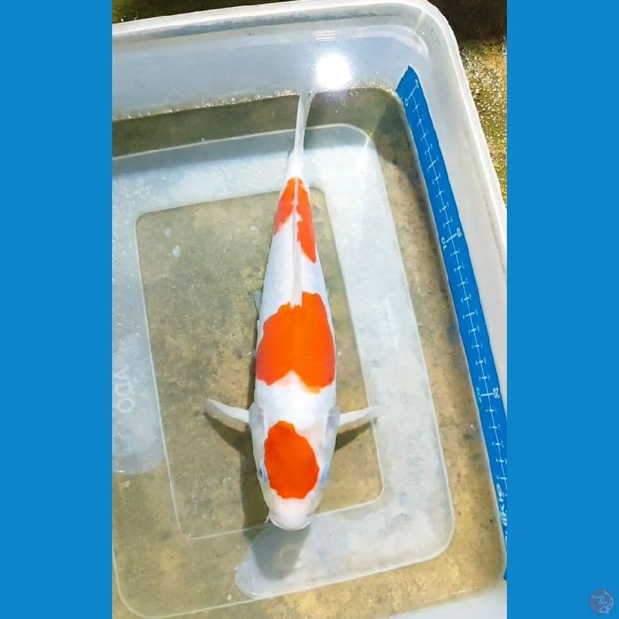kohaku doitsu 30 cm fm
