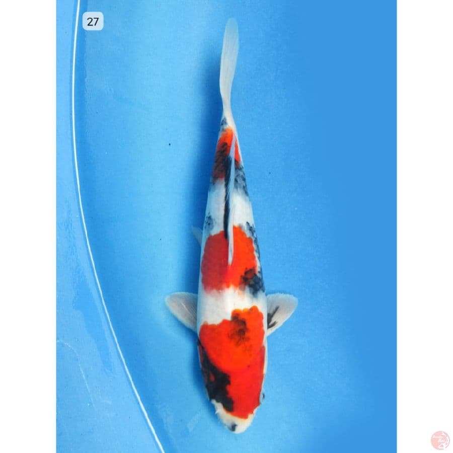 Showa - 27cm