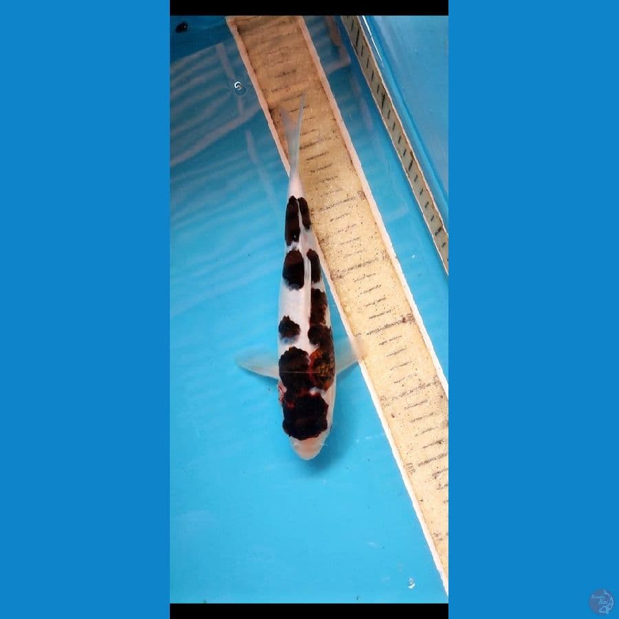 budo koromo 25 cm