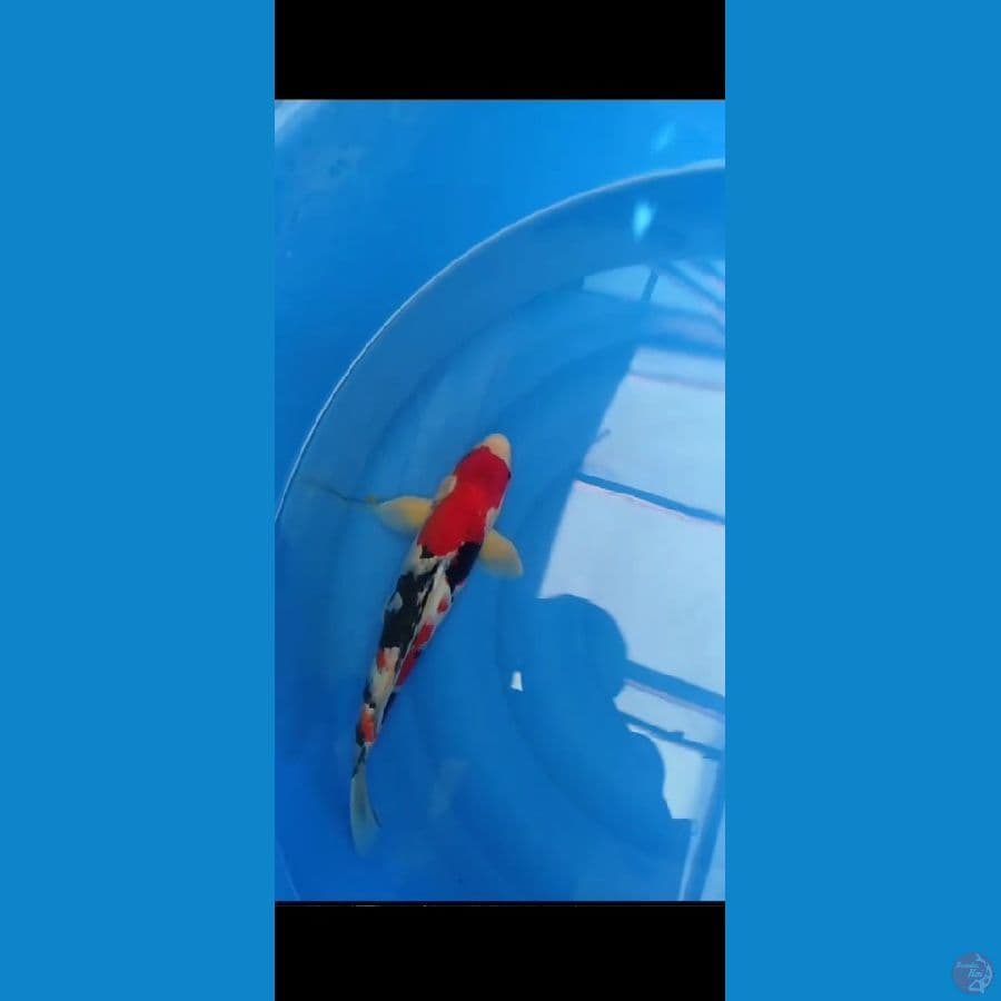 Showa HQ 41cm Male