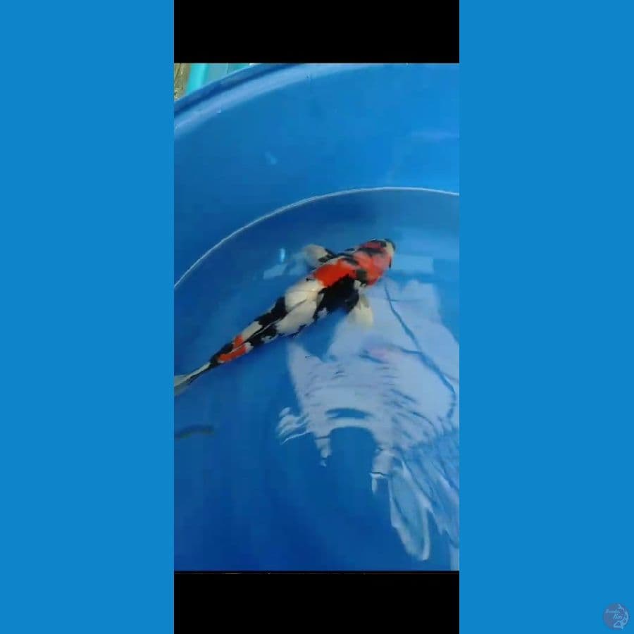 Showa Male HQ 47cm Alus