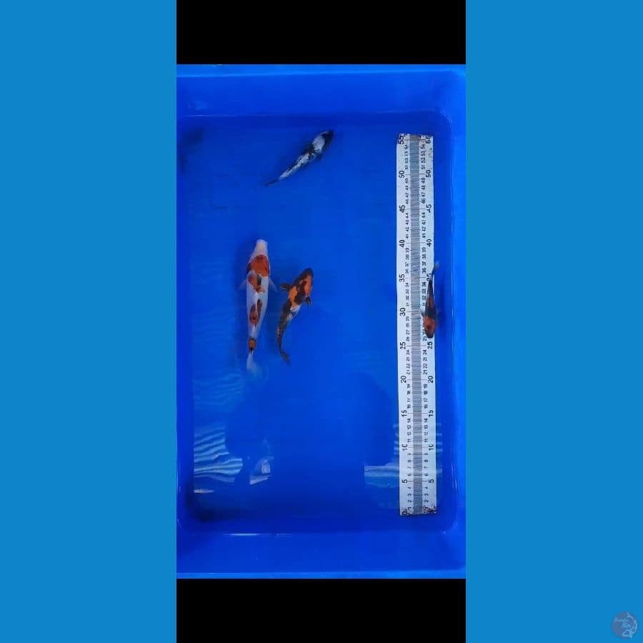 showa shiro 10-20 cm