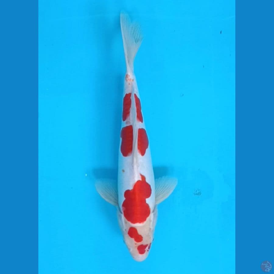 kohaku Doitsu 31cm/male