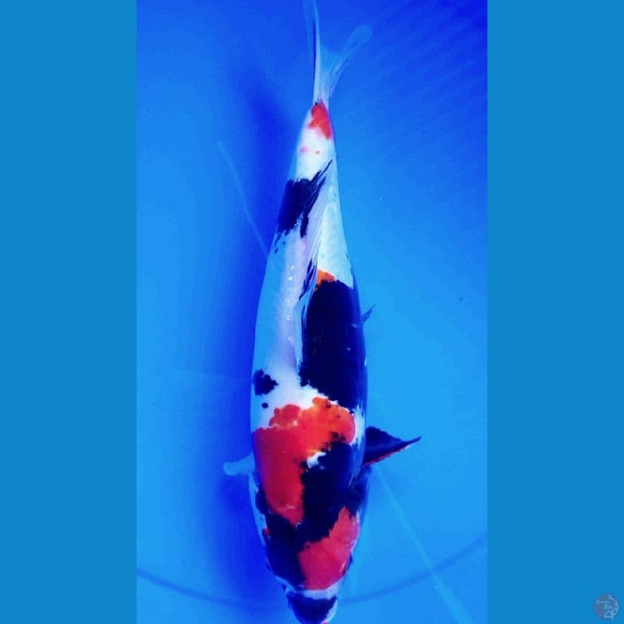 showa sanshoku doitshu