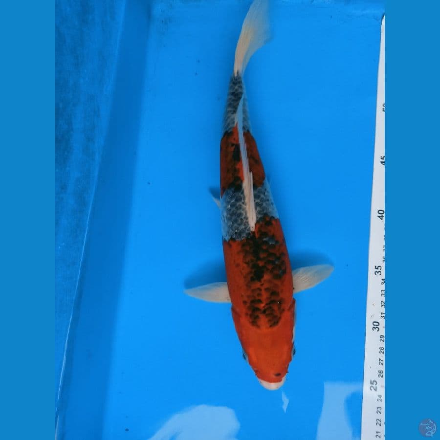 nindan goshiki