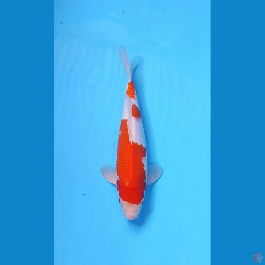 KOHAKU 28CM - MALE