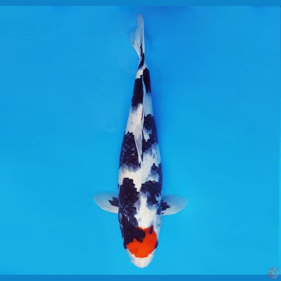 KENZEI 1 (41 cm/fm) ~ Tancho Showa™,-