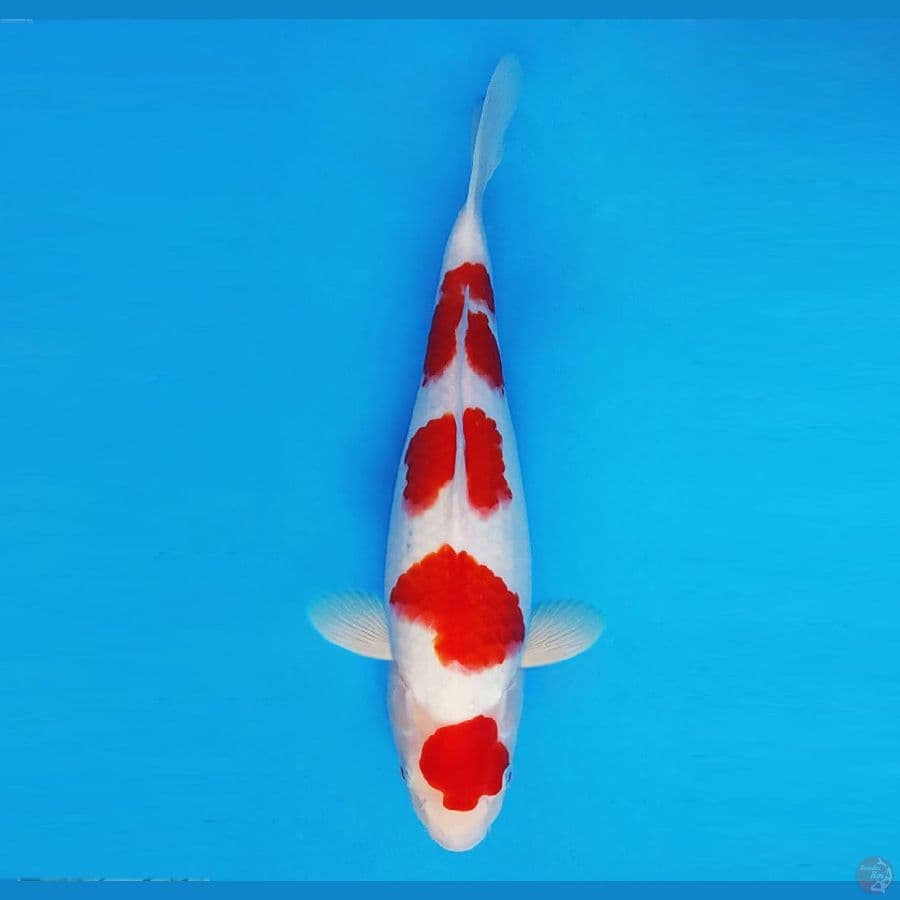 KENZEI 2 ( 34 cm/fm) ~ Maruten Kohaku™,-
