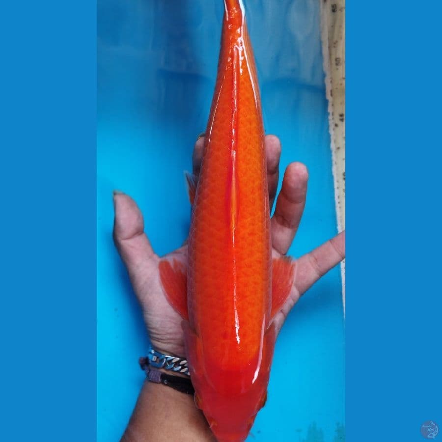 red karashi jantan 37cm