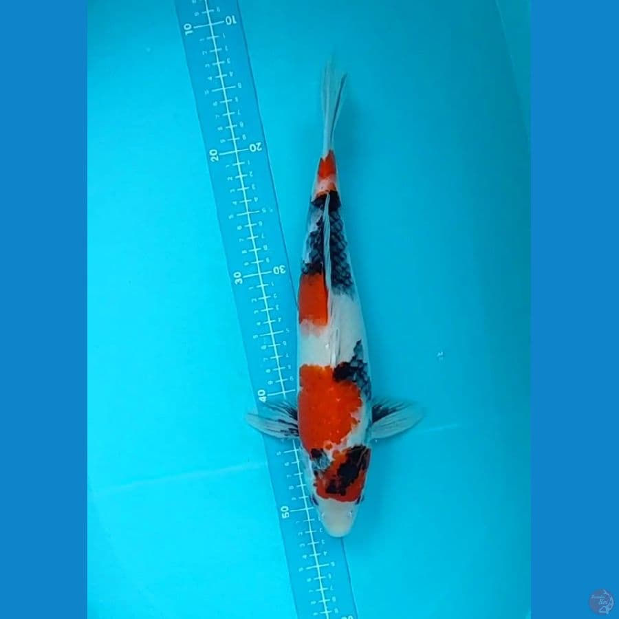 showa 37 cm jantan