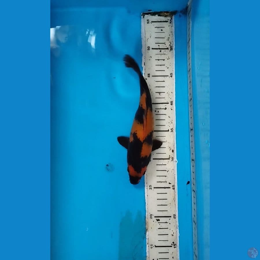 hiutsuri 24cm