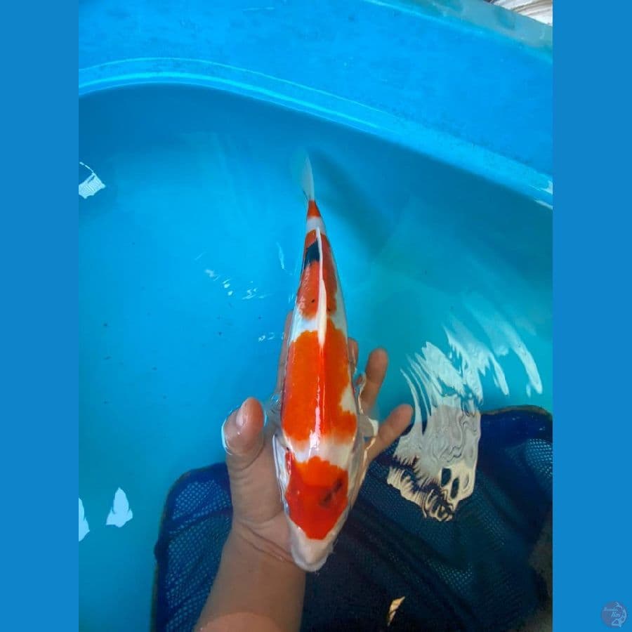ORI maruten showa 33 cm