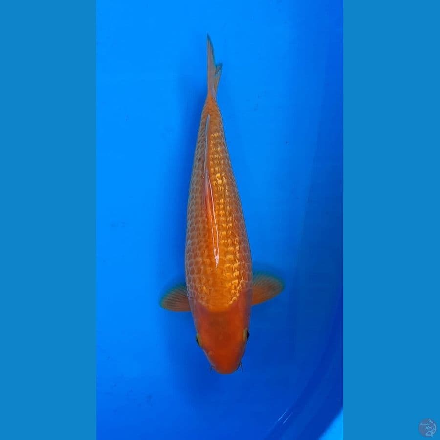 Red karasi Ginrin 34cm