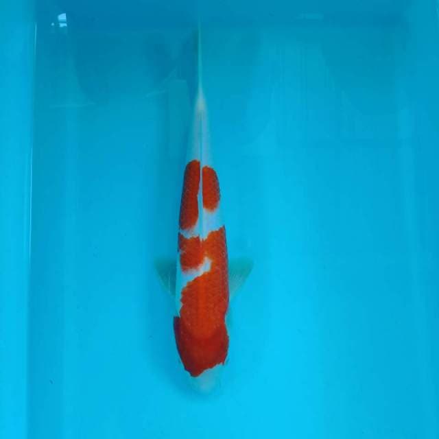 Kohaku inazuma 31 cm
